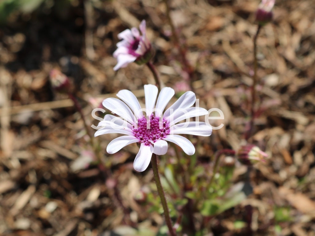 写真素材『白いフェリシア』