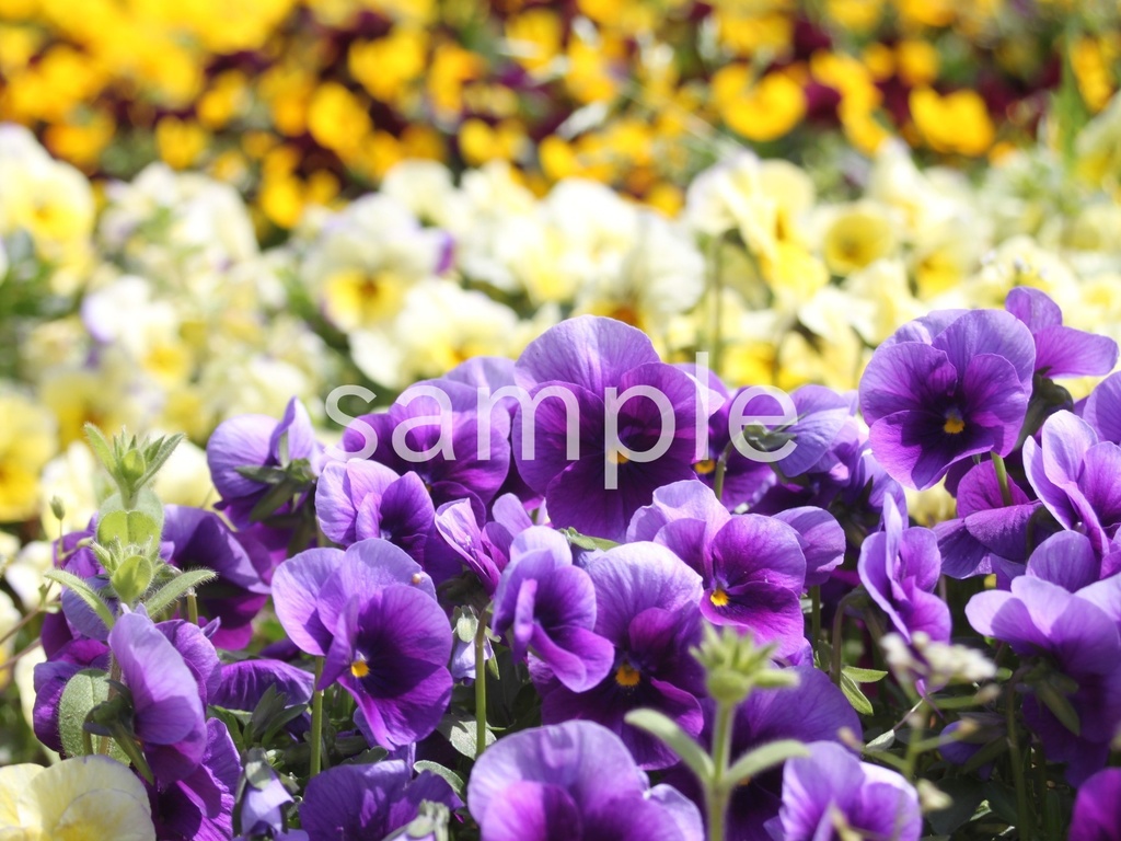 【写真素材】春に定番のお花12枚パック