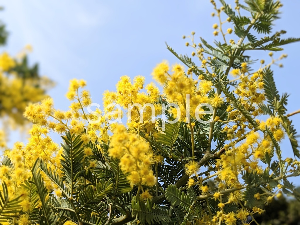 【写真素材】春に定番のお花12枚パック
