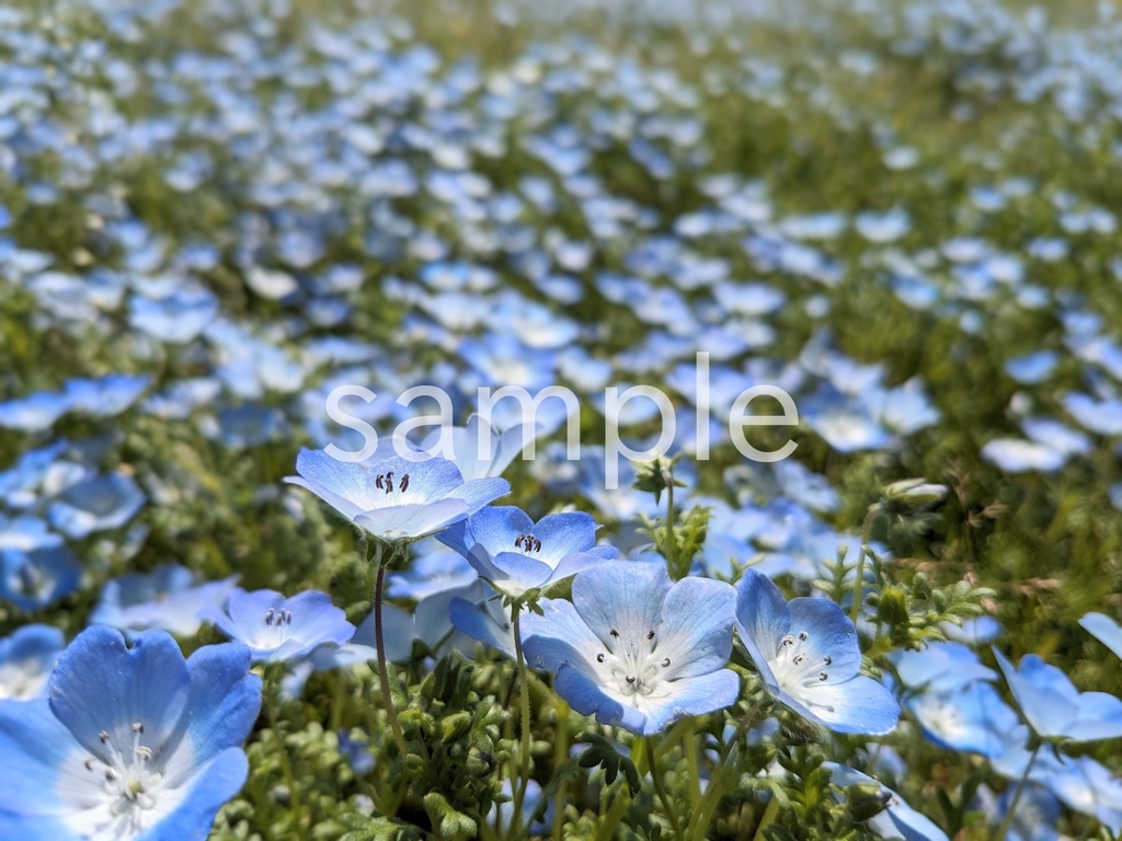 【写真素材】春に定番のお花12枚パック