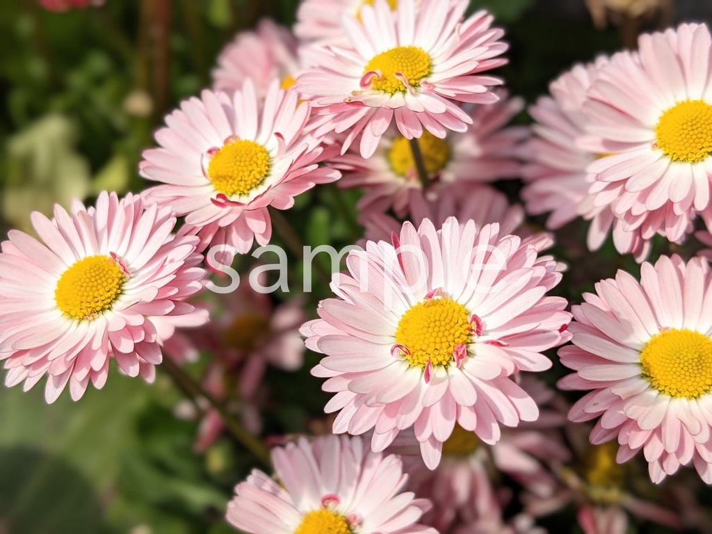 【写真素材】春に定番のお花12枚パック