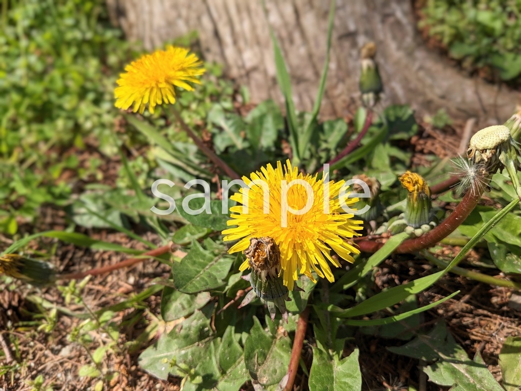 【写真素材】春に定番のお花12枚パック