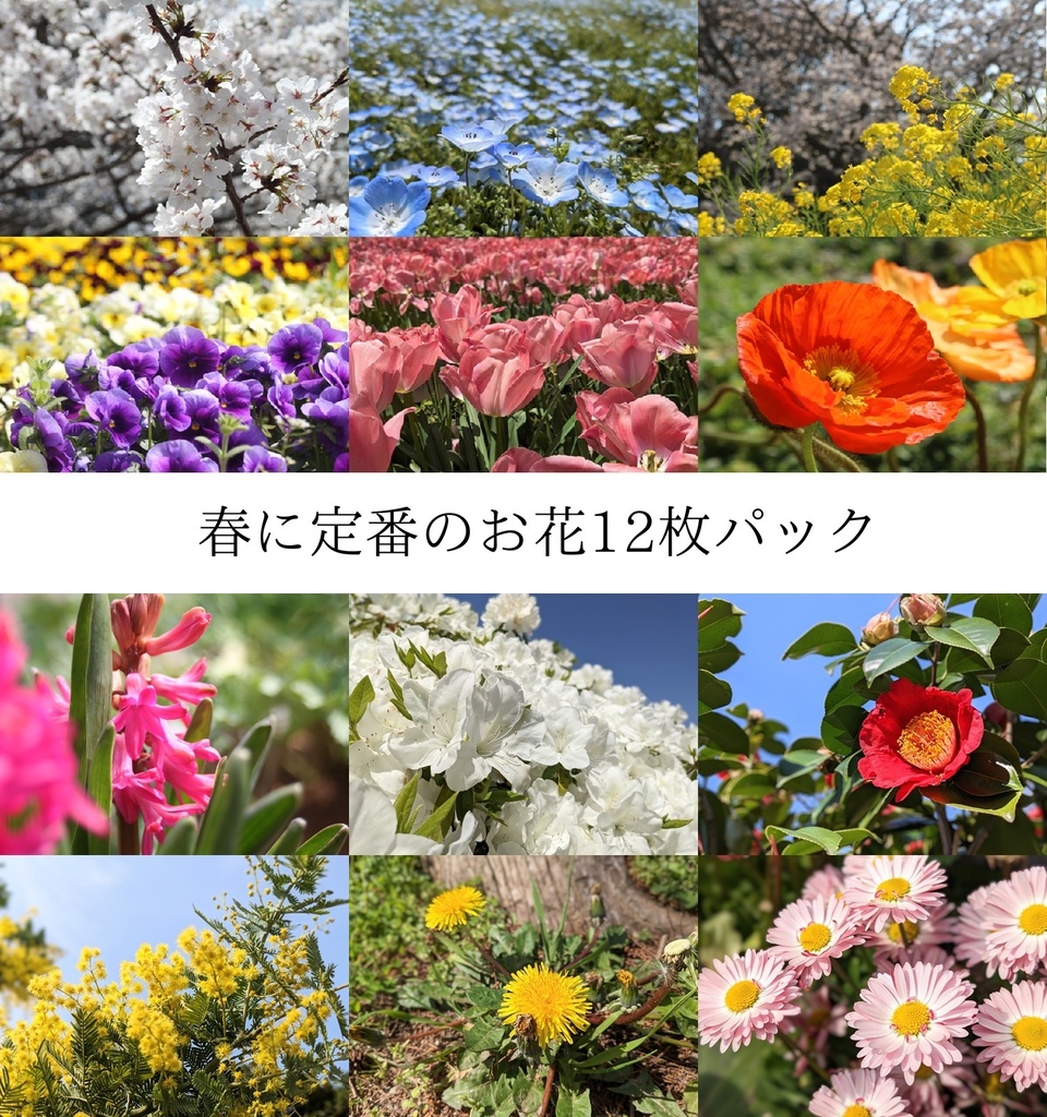 【写真素材】春に定番のお花12枚パック