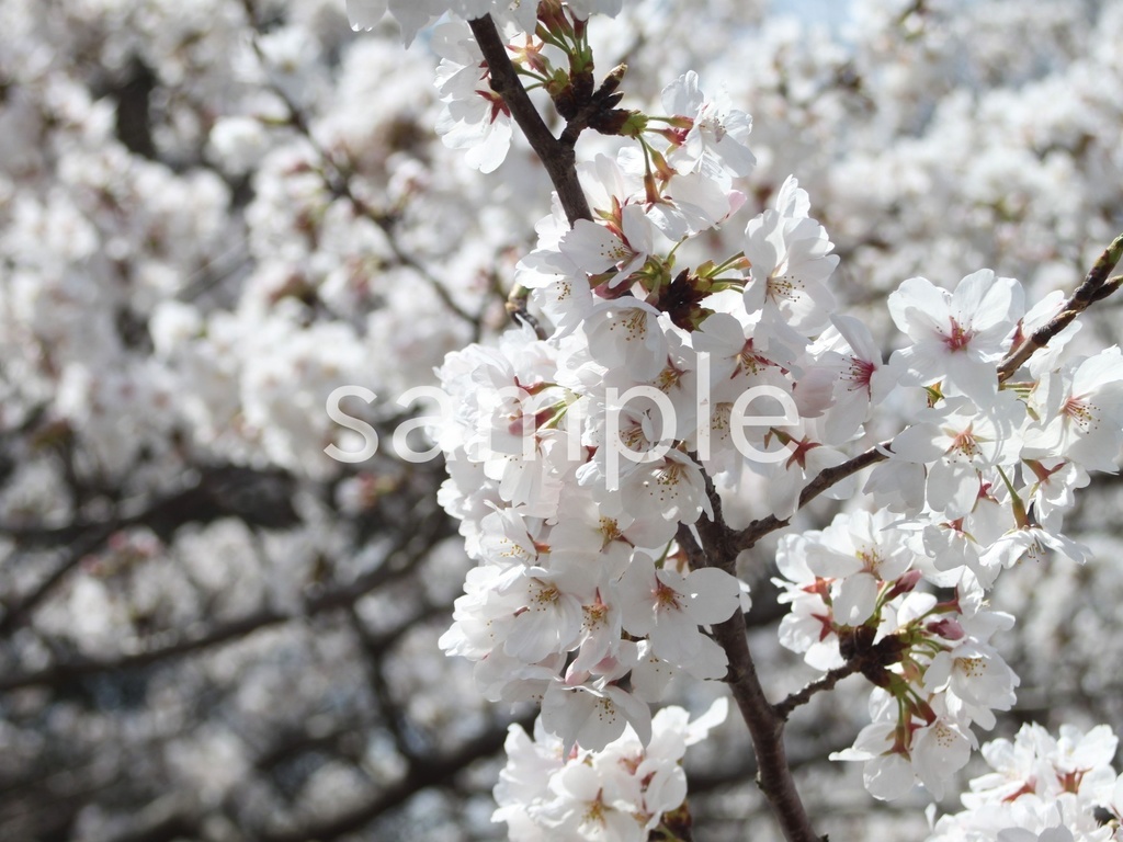 【写真素材】春に定番のお花12枚パック