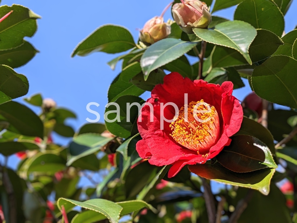 【写真素材】春に定番のお花12枚パック