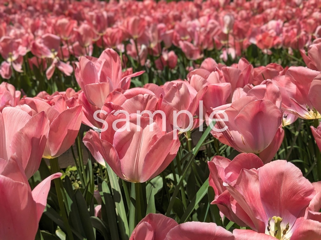 【写真素材】春に定番のお花12枚パック