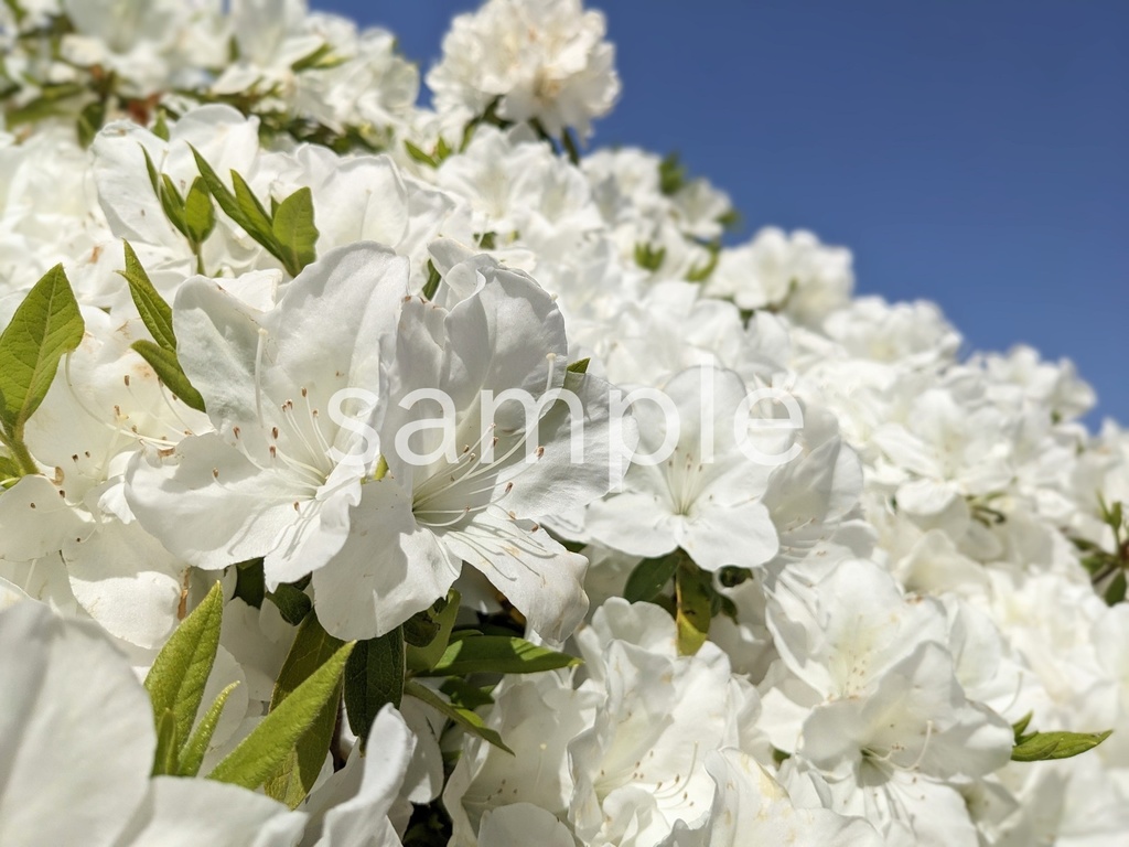 【写真素材】春に定番のお花12枚パック
