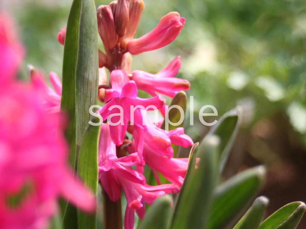 【写真素材】春に定番のお花12枚パック