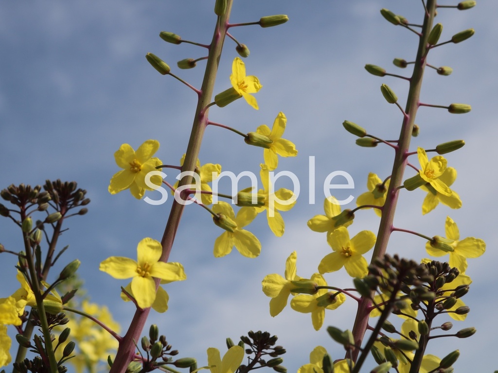 写真素材『空と菜の花7』