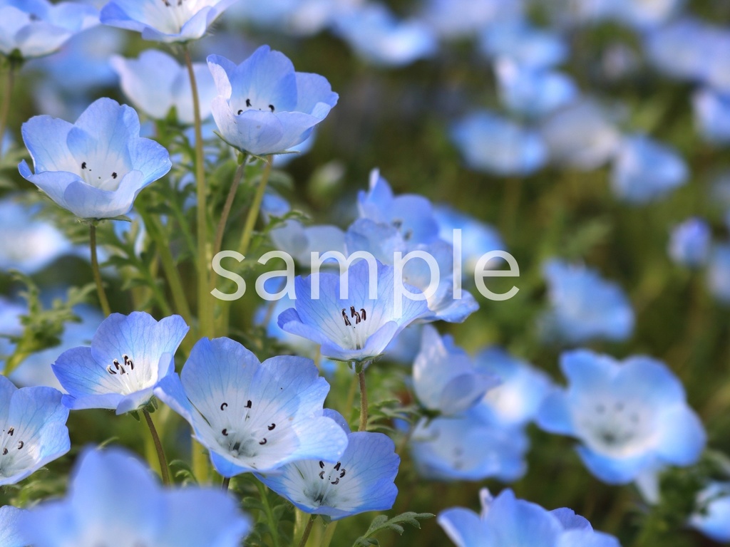 写真素材『青いネモフィラ11』