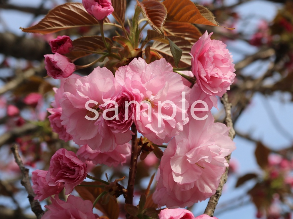写真素材『八重桜』