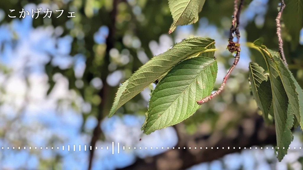 音楽素材『こかげカフェ』BGM曲
