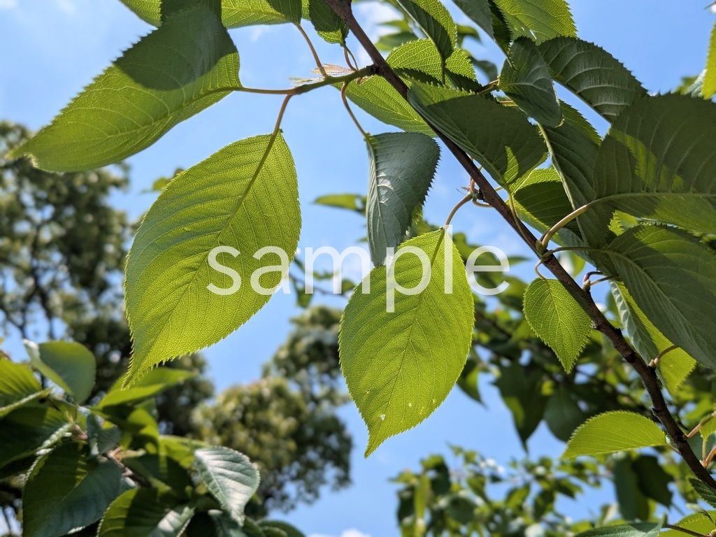 写真素材『新緑4』