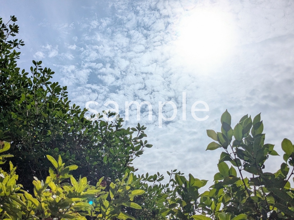 写真素材『秋空と木々』