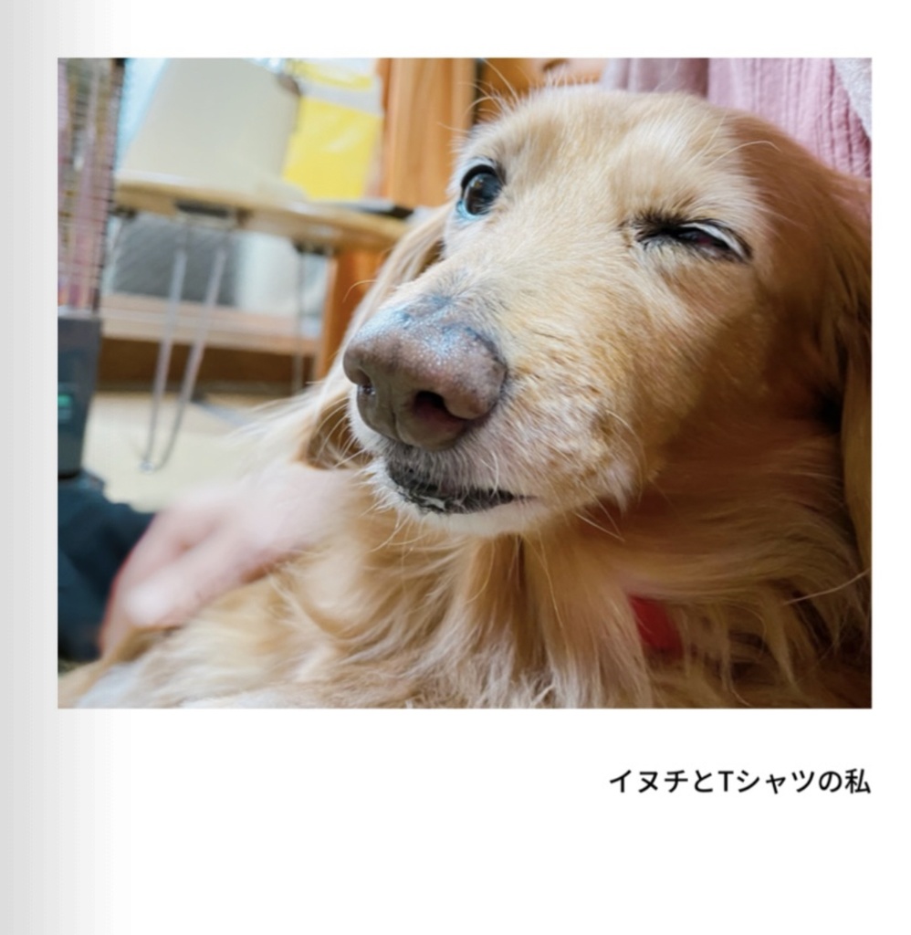 イヌチとTシャツの私