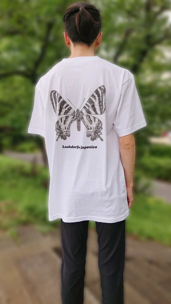 ギフチョウ 標本 針