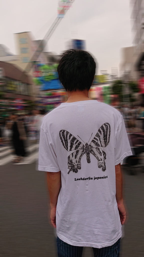 ギフチョウ 標本 針