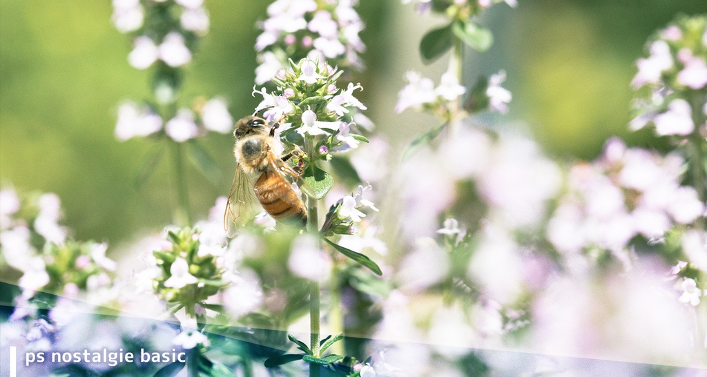 ノスタルジープリセットPRO版(Photoshop & Lightroom用)