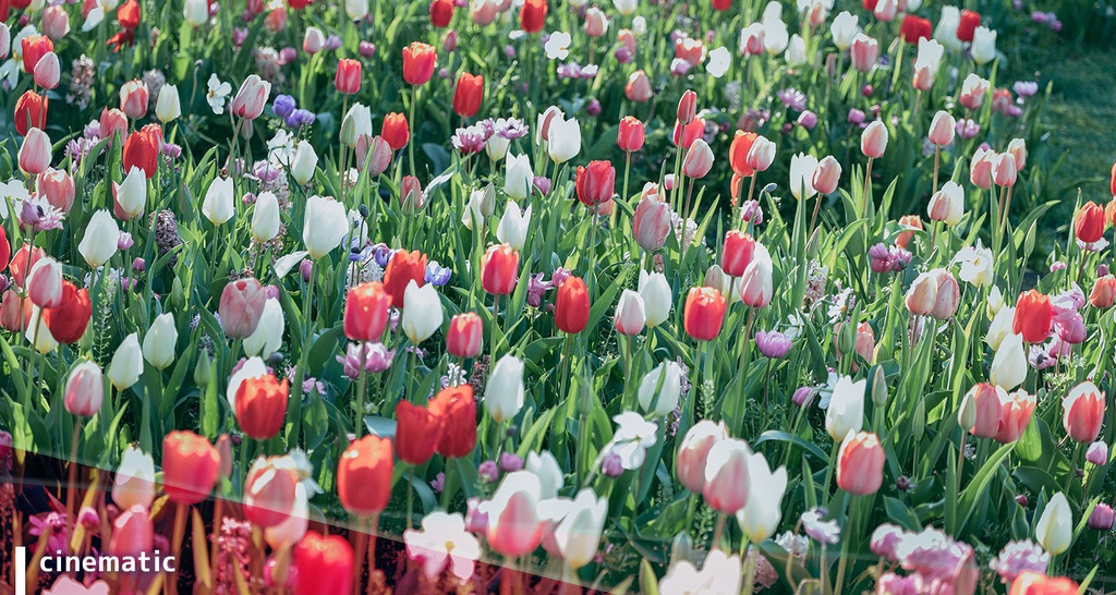 SNS向けプリセット ぱくたそST Ver 2 PRO