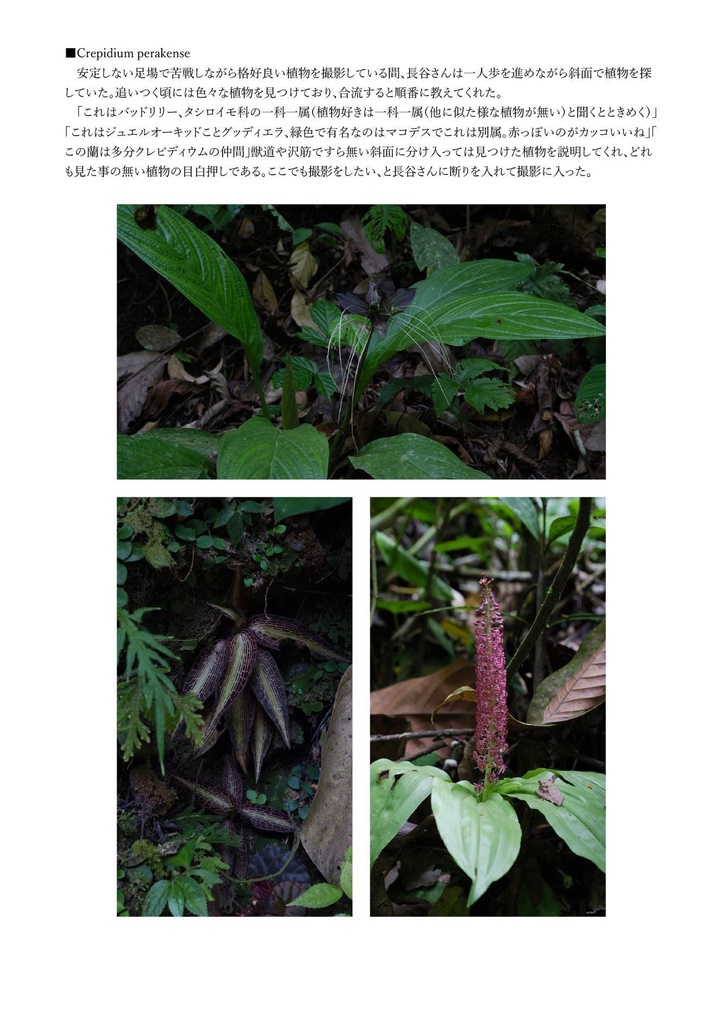 スマトラ紀行文