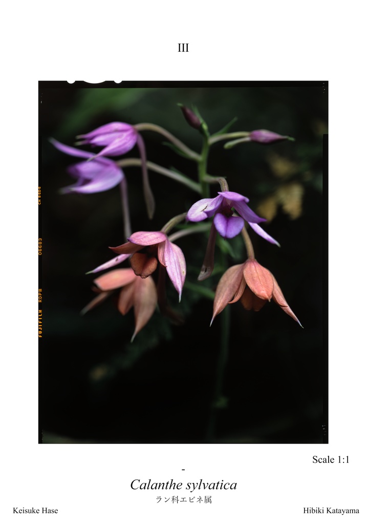 植物図鑑カードVol.1 ~ 西スマトラ編 ~