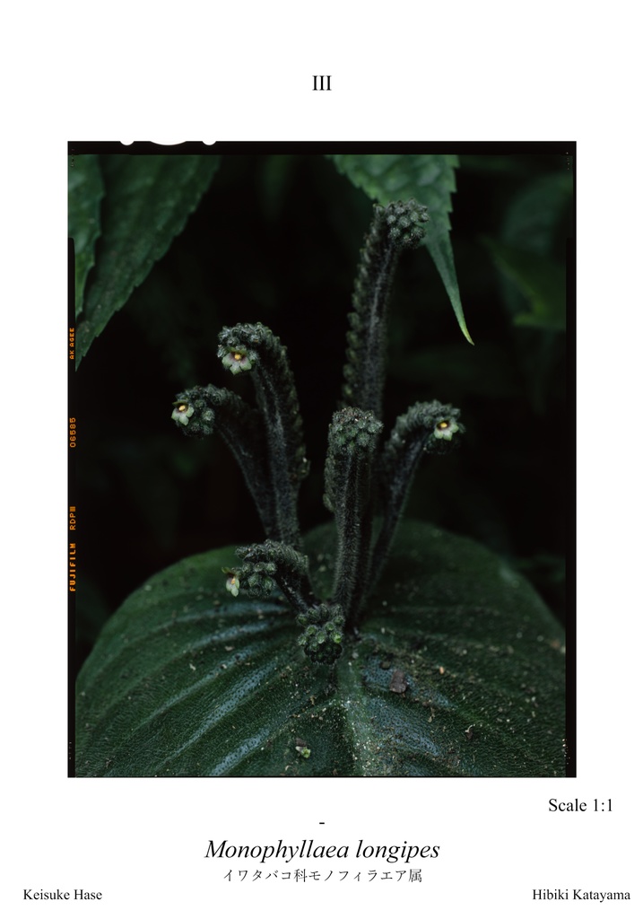 植物図鑑カードVol.1 ~ 西スマトラ編 ~