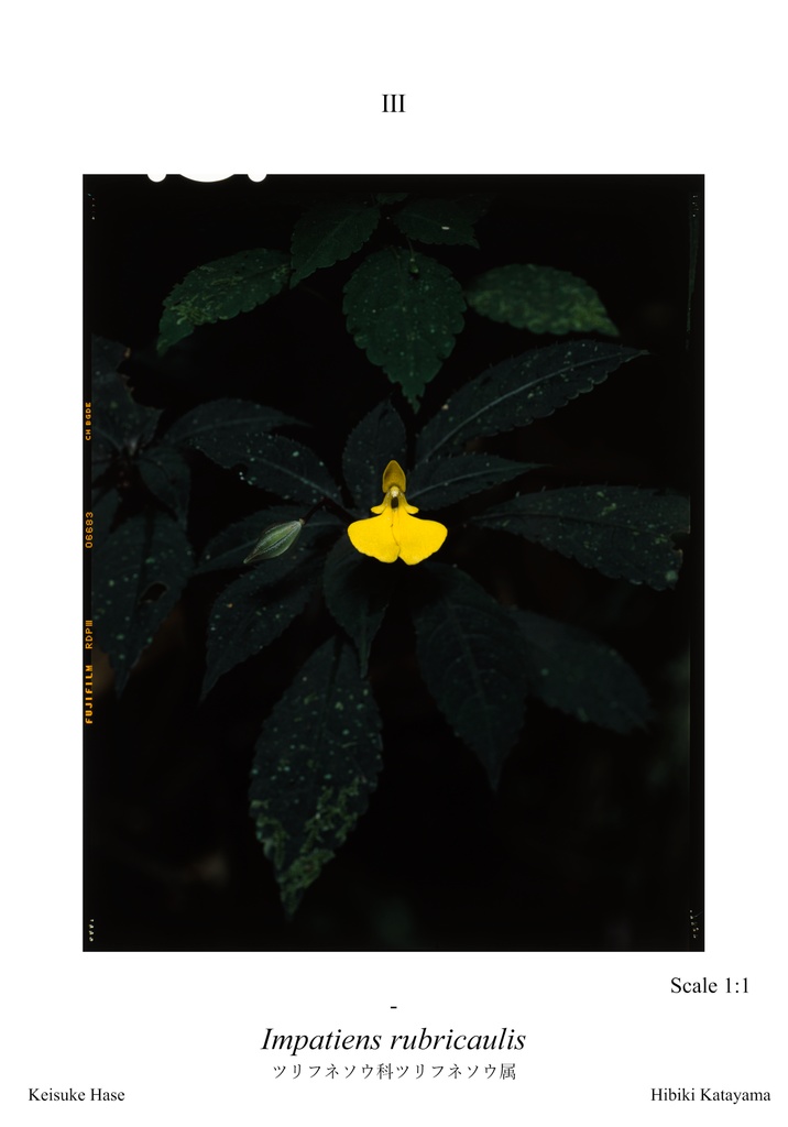 植物図鑑カードVol.1 ~ 西スマトラ編 ~