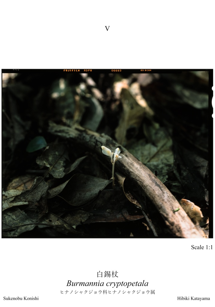 植物図鑑カードVol.2 ~ 1回目の屋久島~