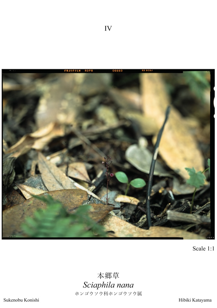 植物図鑑カードVol.2 ~ 1回目の屋久島~