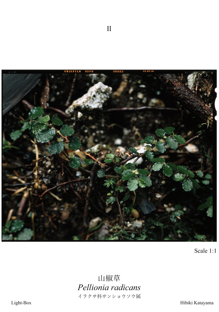 植物図鑑カードVol.2 ~ 1回目の屋久島~