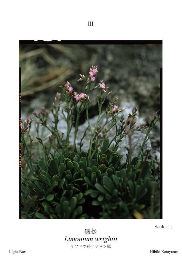 植物図鑑カードVol.3 ~ 2回目の屋久島 ~