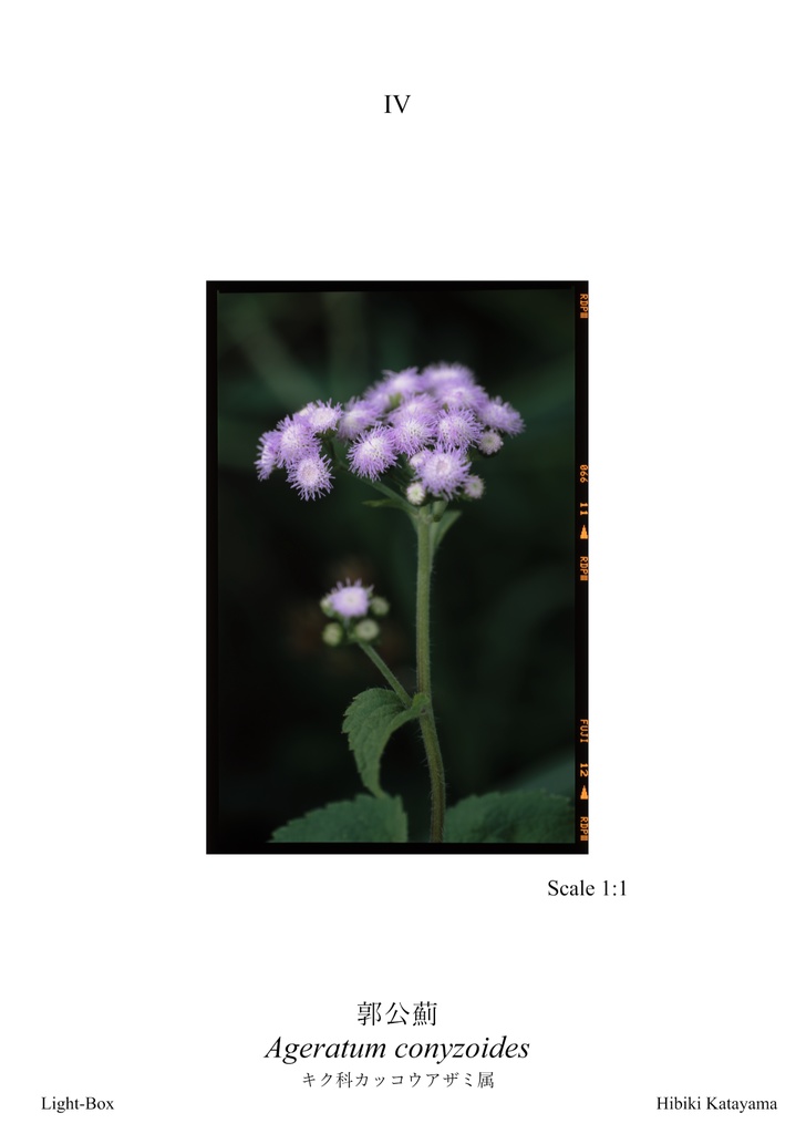 植物図鑑カードVol.3 ~ 2回目の屋久島 ~