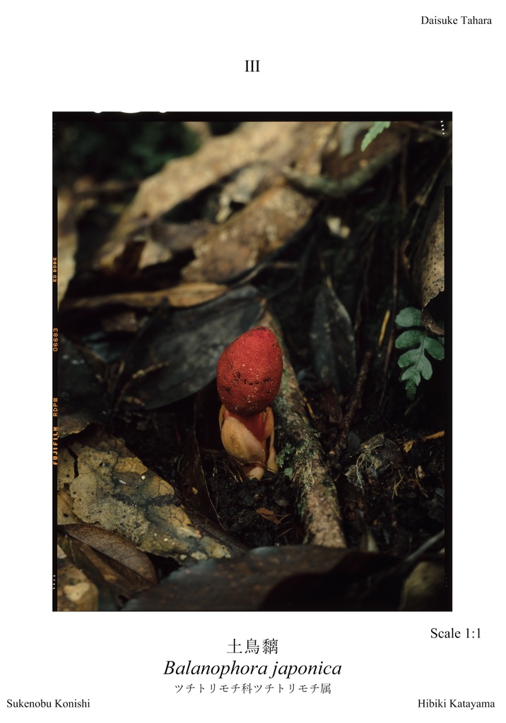 植物図鑑カードVol.3 ~ 2回目の屋久島 ~