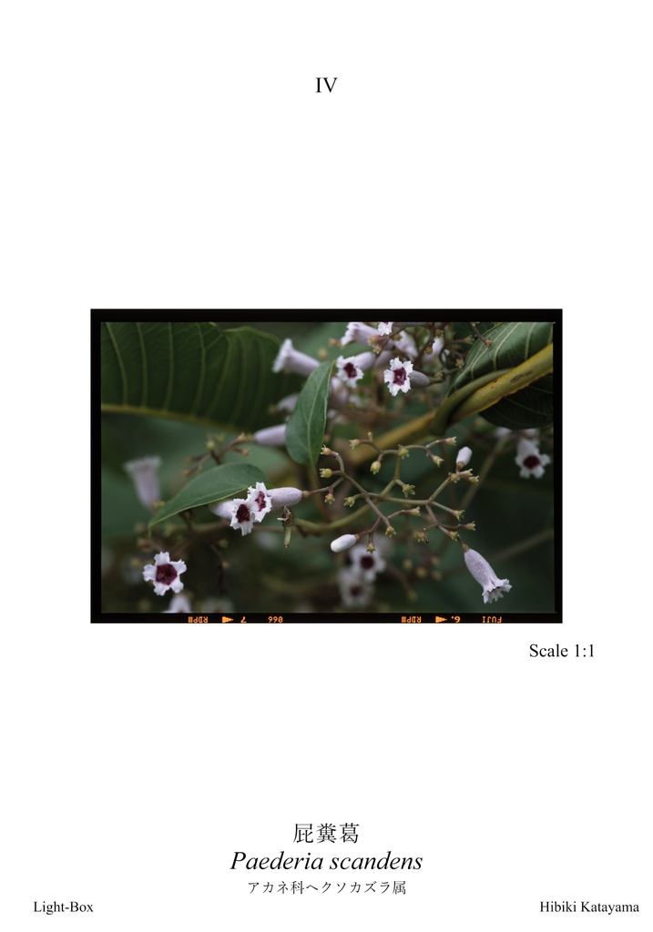 植物図鑑カードVol.3 ~ 2回目の屋久島 ~