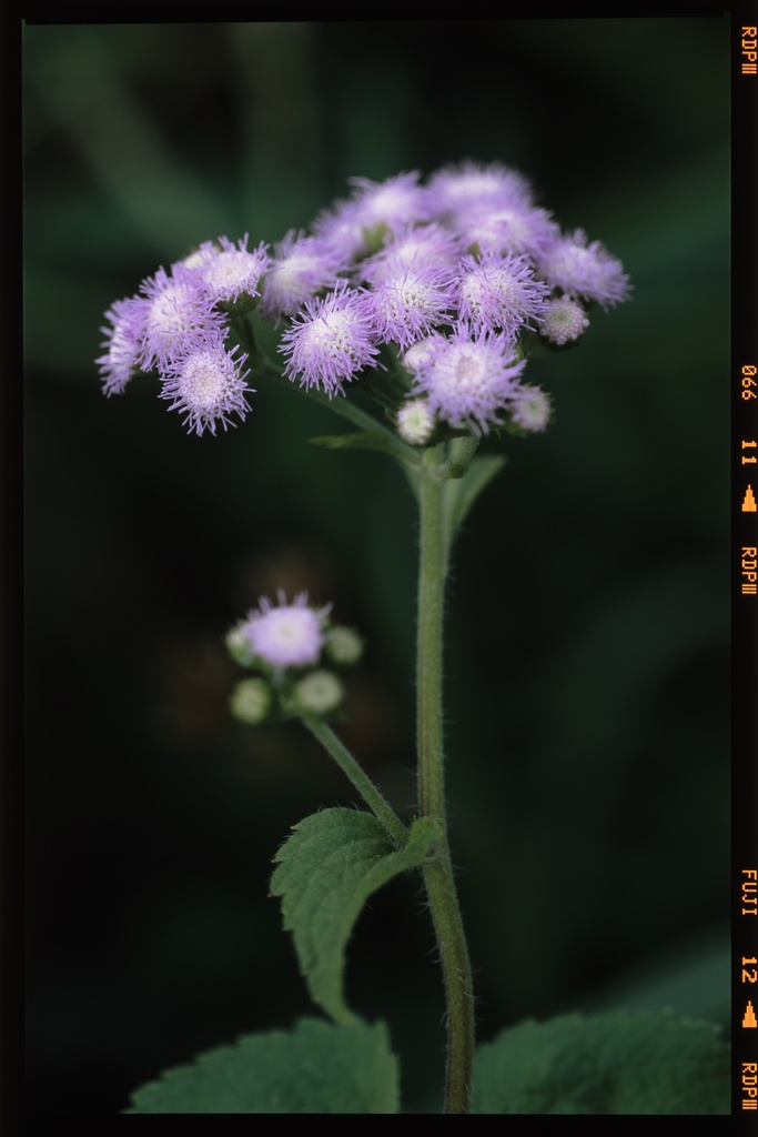 Ageratum conyzoides - 郭公薊