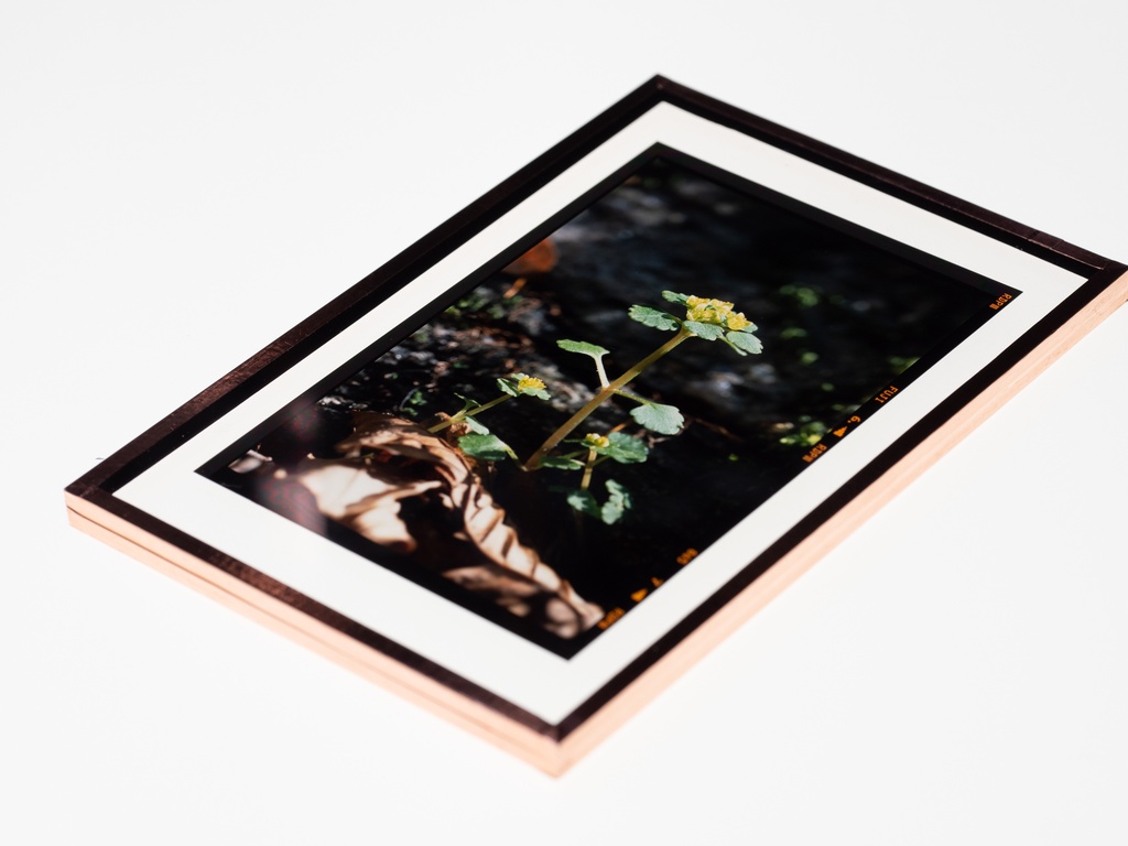 Ageratum conyzoides - 郭公薊