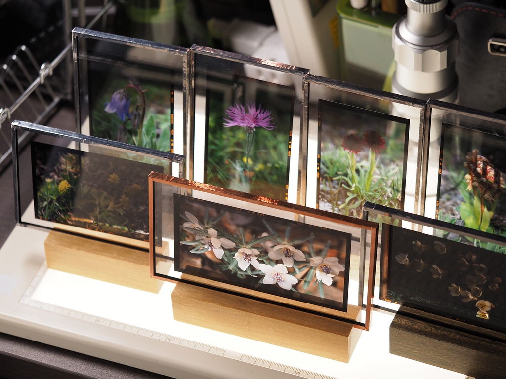 Paederia scandens - 屁糞葛