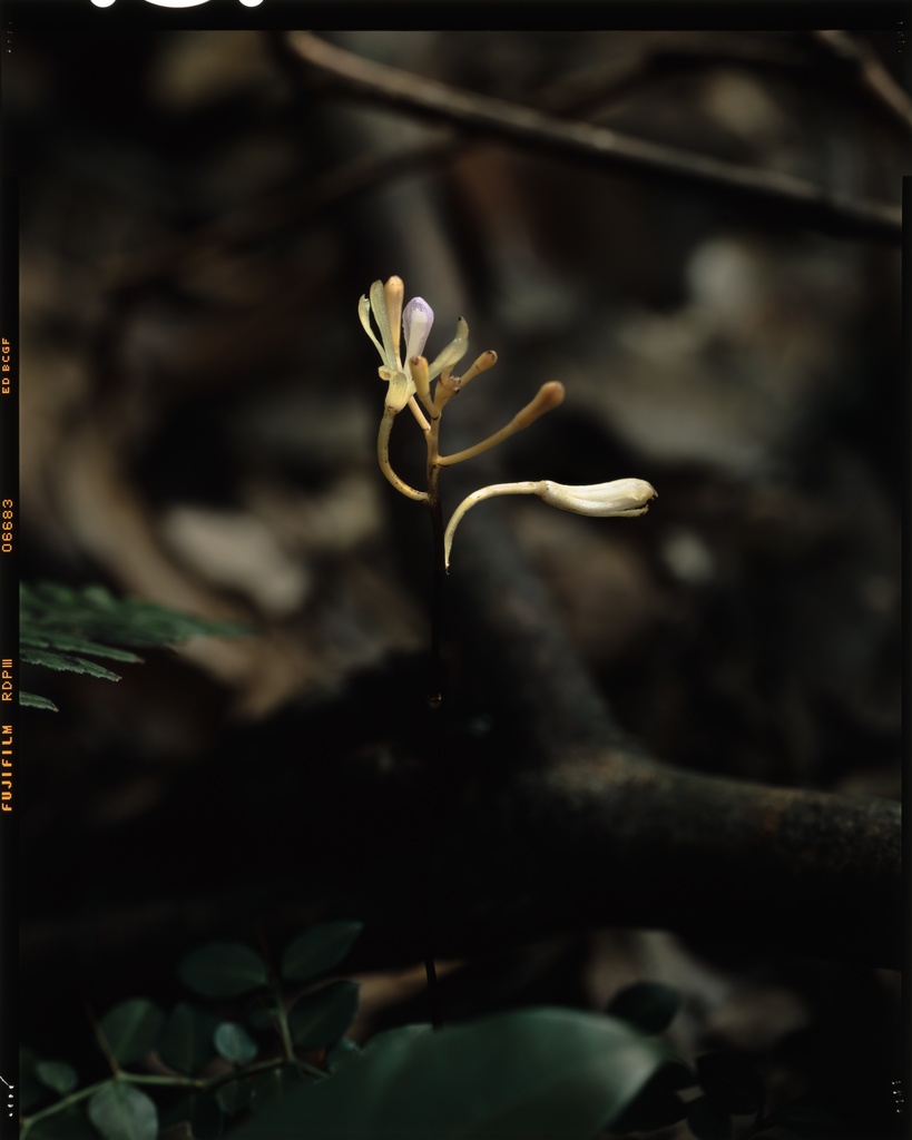 Lecanorchis tabugawaensis - 椨川無葉蘭