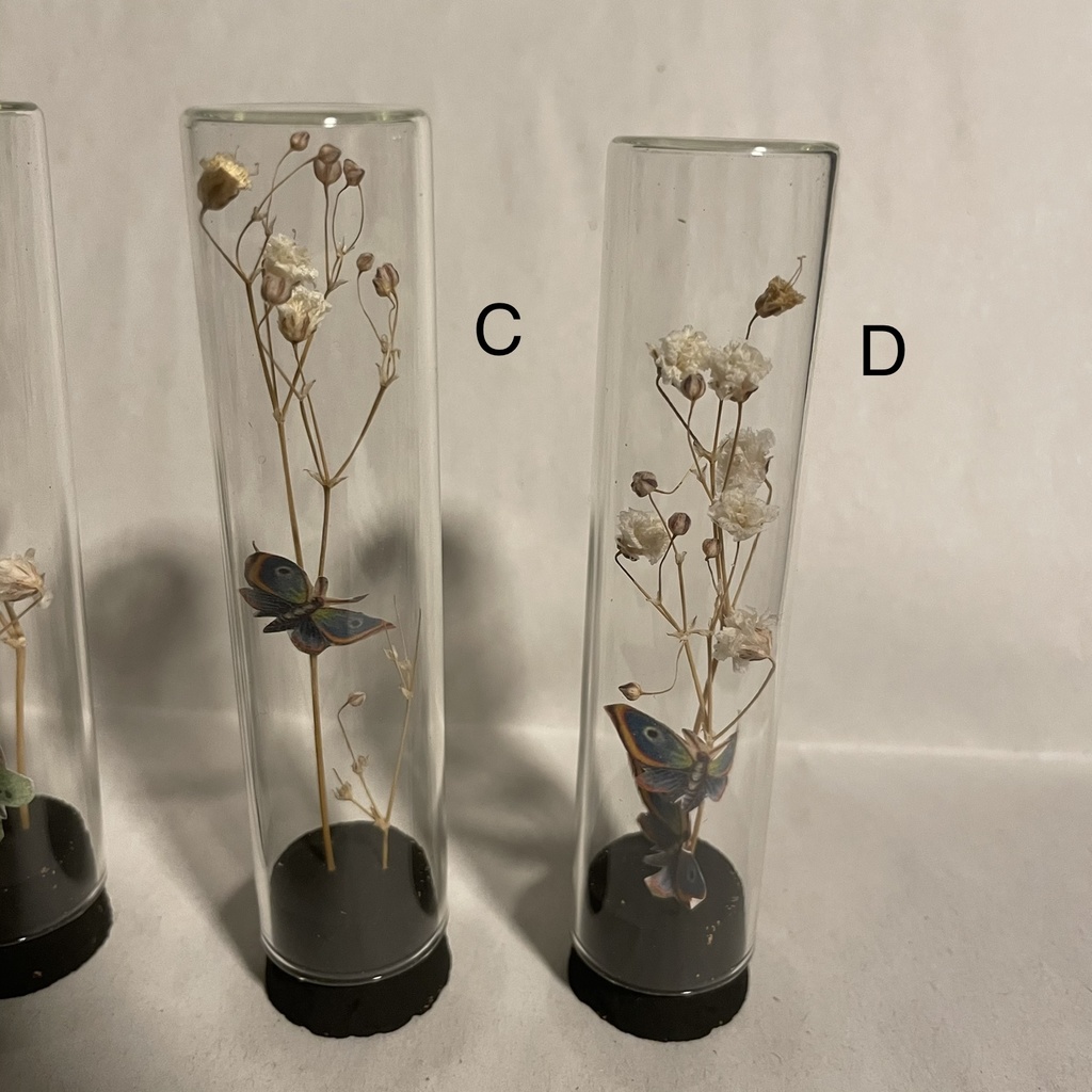 ガラスドーム ドライフラワーと蝶