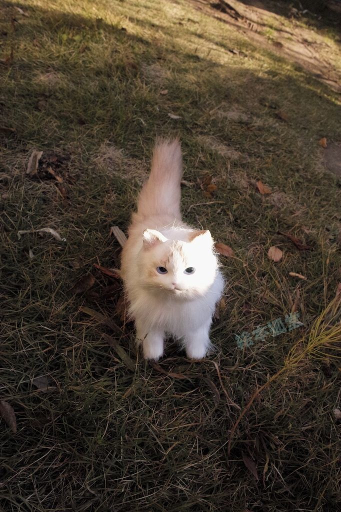 らぐねこぬいぐるみ S No.10