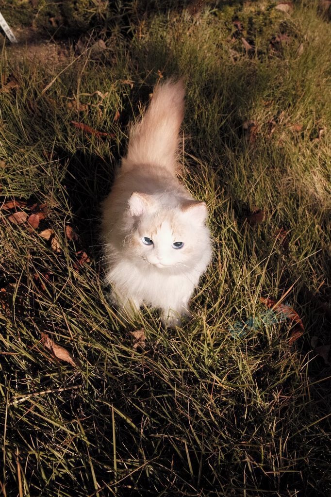 らぐねこぬいぐるみ S No.10