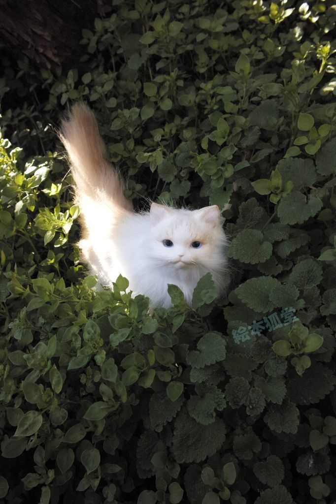 らぐねこぬいぐるみ S No.12