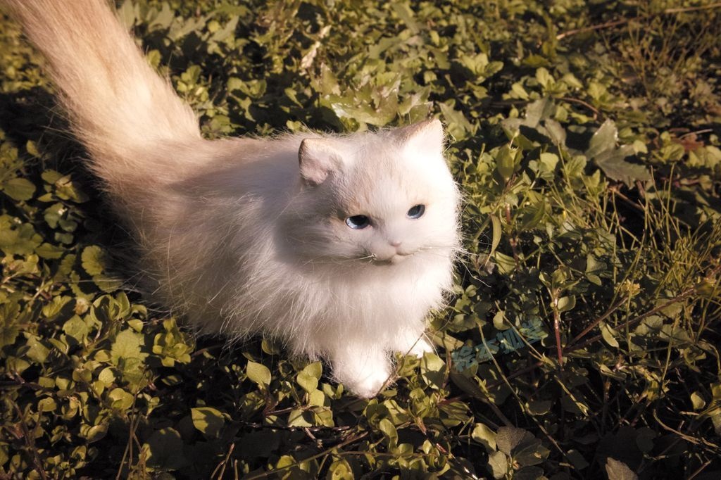 らぐねこぬいぐるみ S No.12