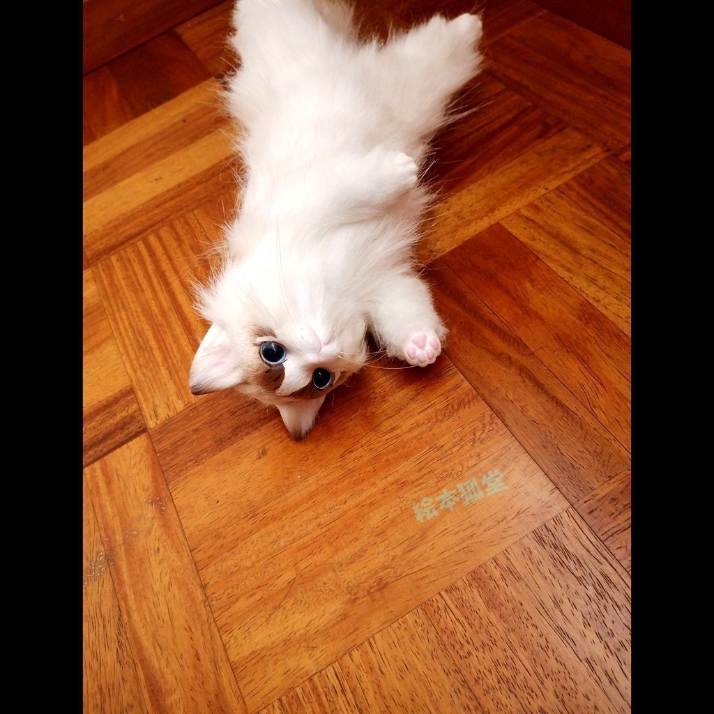 らぐねこビト No.18