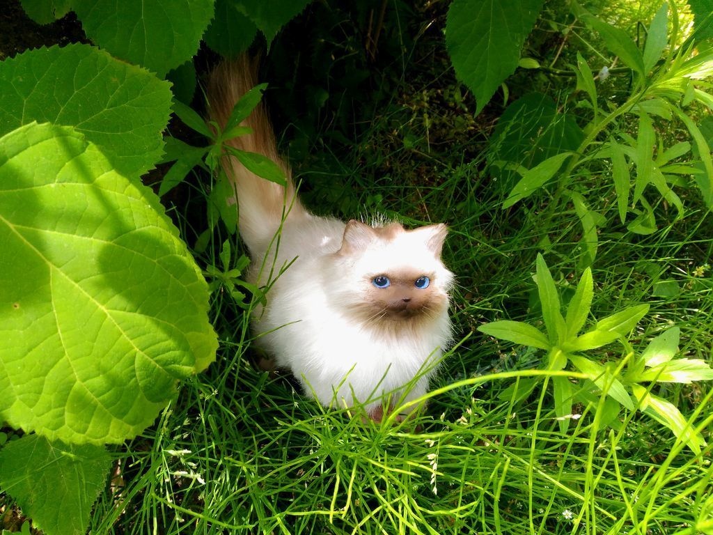 らぐねこぬいぐるみ S No.17