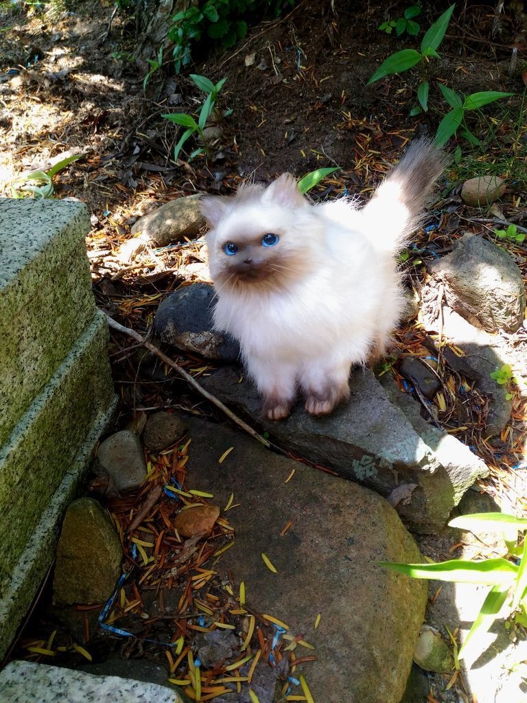 らぐねこぬいぐるみ S No.17