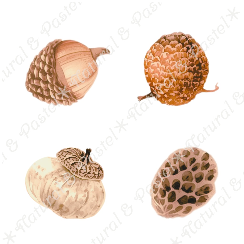 【🐿️ 森のリスと🦝アライグマ / 北欧の森】水彩クリップアート * 25点セット(PNG背景透過)