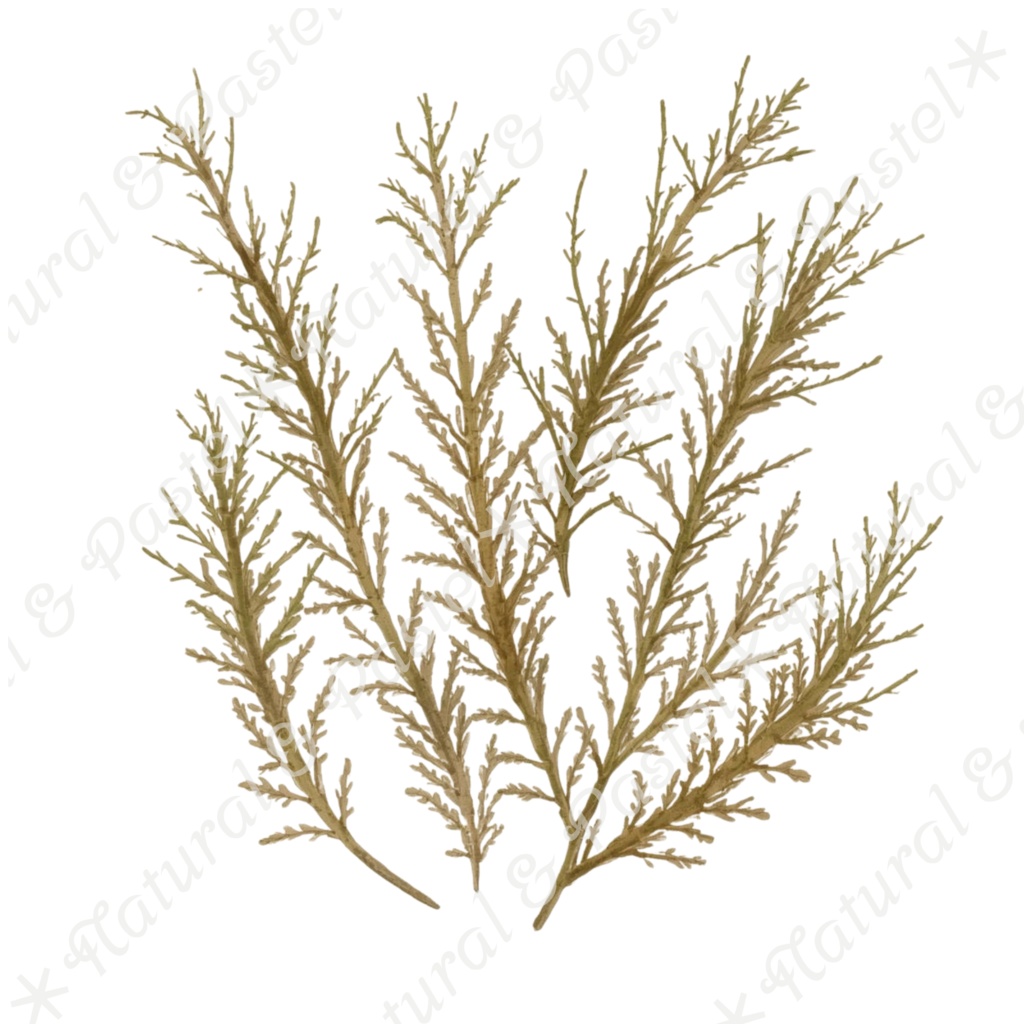 🌿【Vintage Botanicals】水彩クリップアート * 28点セット(PNG背景透過)