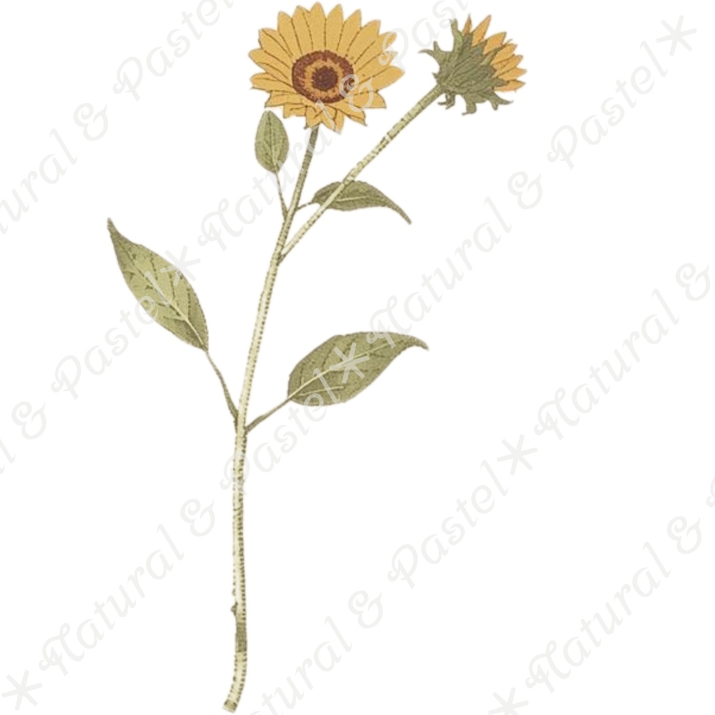 🌿【Vintage Botanicals】水彩クリップアート * 28点セット(PNG背景透過)