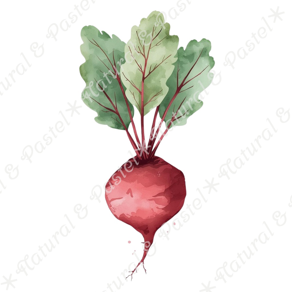 🥕 Watercolor Vegetables Clipart 20 / 水彩野菜イラスト*20点セット(PNG背景透過)